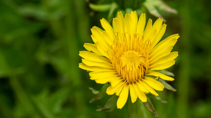 yellow dandelion inflorescence close-up, macro photography