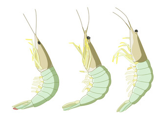Fresh shrimp seafood and cooking seasoning on white background illustration vector