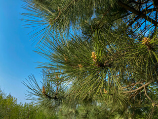 Fototapeta na wymiar Young Aleppo pine pinus halepensis grows in the park
