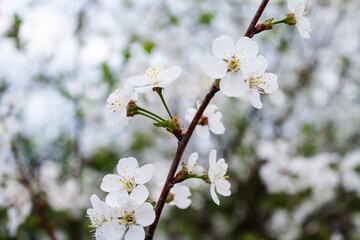 Branches with beautiful white flowers. Spring cherry blossoms.