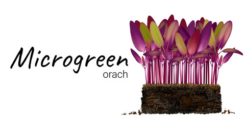 Cultivation of microgreen orach, young sprout, orach seeds in the ground, plant roots, soil Vegan healthy food Process of seed germination Realistic freehand drawing isolated on white background