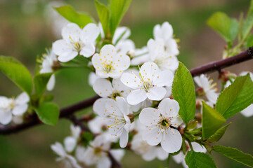 Branches with beautiful white flowers. Spring cherry blossoms.