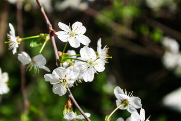 Branches with beautiful white flowers. Spring cherry blossoms.