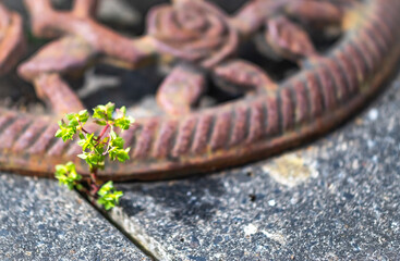 Close and selective focus on perennial dandelion weeds growing in the cracks between concrete paving slabs with intentional bokeh