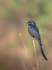 black drongo bird on a nice background