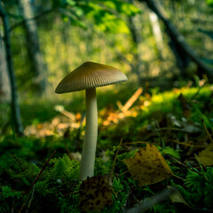 Mushrooms growing on the forest floor in late summer. Woodland scenery in Northern Europe.