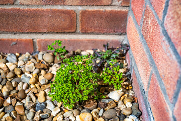 Fototapeta na wymiar Close and selective focus on perennial weeds growing through the shingle next to a red brick wall with intentional bokeh