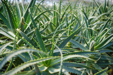 Healing green Aloe Arborescens plant 