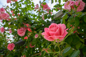 Roseto con boccioli e rose fiorite in primo piano