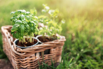 Gardening concept, mint and basil in metal pots and wooden basket in the garden