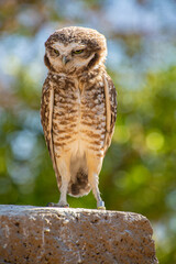 owl