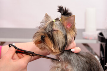 a groomer shears a Yorkshire terrier in an animal salon. The concept of pet care