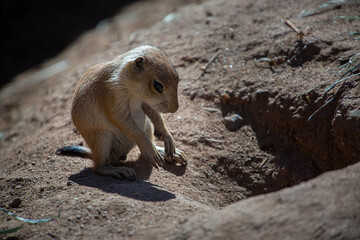 prairie dog baby on the ground