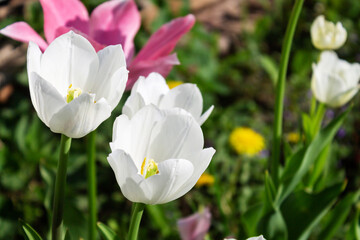 Fototapeta premium Beautiful tulps in the spring in the garden close-up.