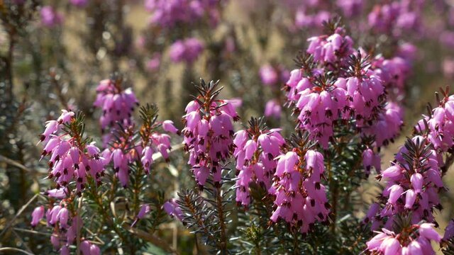 Bl&uuml;hende Winterheide (Erica carnea, Erica herbacea), Bayern, Deutschland