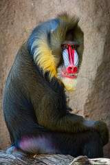 close up of a baboon