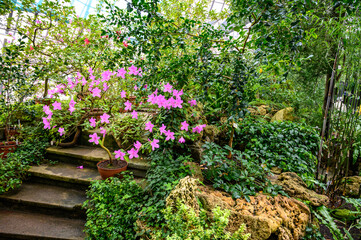 beautiful pink rhododendron. beautiful flowers. beautiful flowers in a beautiful garden