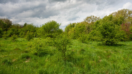 Fototapeta na wymiar Wiosna na łące i w lesie 
