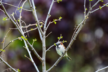 House sparrow relaxing on a tree