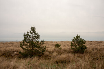 Fototapeta na wymiar Coniferous trees on the shore of the Baltic Sea. Hel, Pomerania, Poland. Selective focus. 