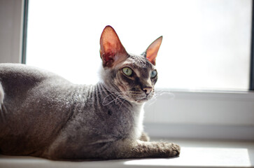 Funny cat sitting on window sill. A beautiful gray sphinx cat