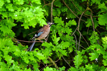 A Jay sitting on a tree