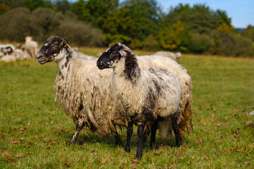 Sheep on pasture on Planina plain