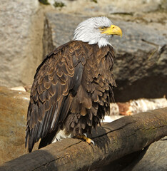 Bald eagle (Haliaeetus leucocephalus) slumbers in spring sun