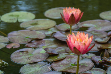 Spring blooming water lilies in water garden in Austin, Texas USA