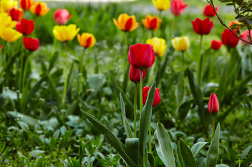 Fototapeta premium Beautiful tulip flowers blooming in a garden. Beauty tulip plant in the spring garden in rays of sunlight in nature. Blur background with bokeh image, selective focus