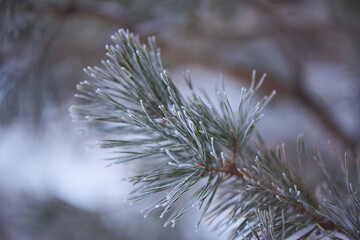 beautiful spruce twig in the snow in winter