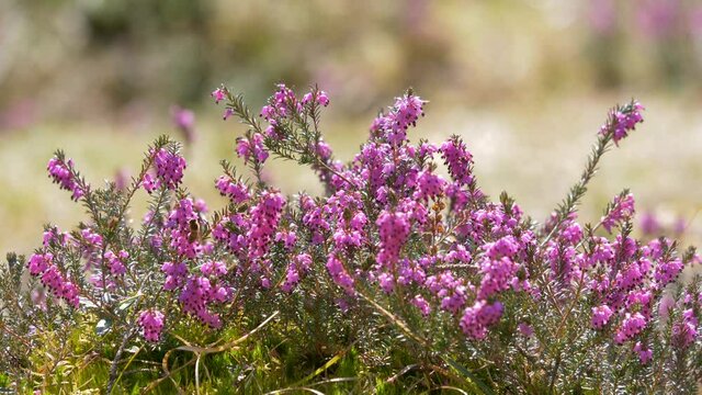  Bl&uuml;hende Winterheide (Erica carnea, Erica herbacea), Bayern, Deutschland