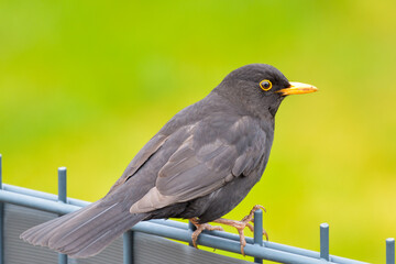 Close up of a Blackbird sitting on a fence