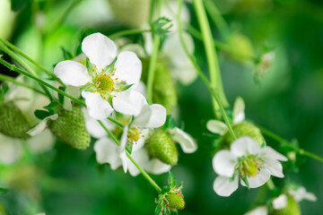 A close up of strawberry blossom in large modern vertical farm