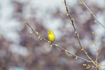 Rare Yellow hammer bird spotted in Europe