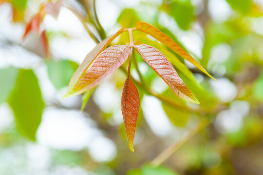 Walnut leaves. Close-up of young leaves of a walnut tree after the rain. Selective soft focus.