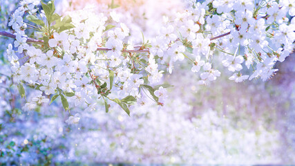 Blooming tree natural background postcard gentle pastel colors