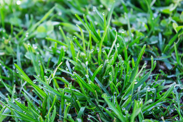 Morning dew on the green grass close-up. Early summer morning.