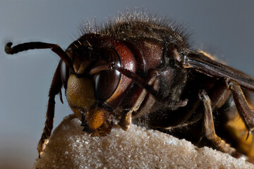 European hornet