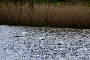 A couple of white mute swans on a pond in spring, London, UK