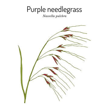Purple needlegrass state grass of California