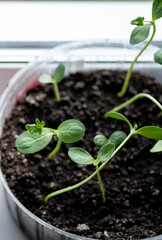 Seedling watermelon in a plastic container on the windowsill