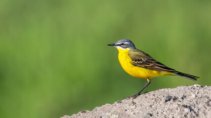 Fototapeta premium yellow wagtail on a branch