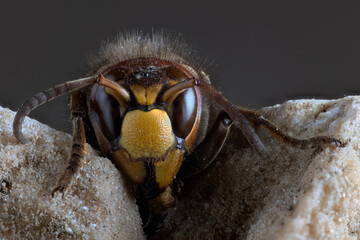 European hornet