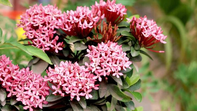 Red pink ixora spike flower with green leaves close up in the garden