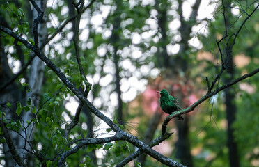 Common European starling bird which is a song bird sitting on tree branch against bokeh . purple winged starling