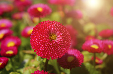 Spring bright red daisy closeup background