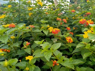 orange flowers in the garden