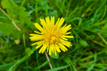 Yellow blooming dandelion in the grass