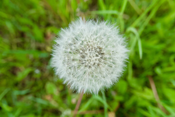 white blooming dandelion in the grass